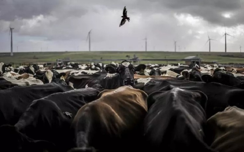 Afrique du Sud / L’élevage frappé par une grave flambée de fièvre aphteuse