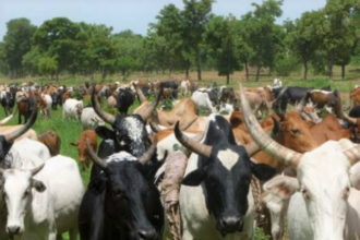 la modernisation du secteur pastoral