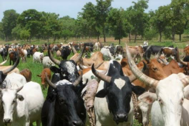 la modernisation du secteur pastoral