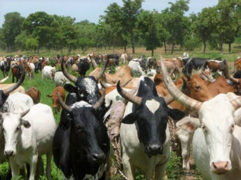 la modernisation du secteur pastoral