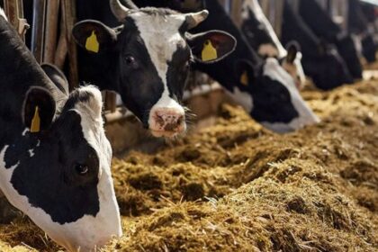 Une nouvelle usine de transformation d'aliments numériques pour bétail inaugurée