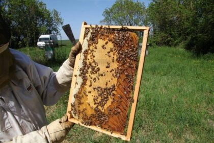 L’apiculture marocaine