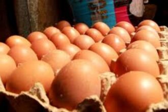 Des aviculteurs s’opposent à un projet de plus de 500 milliards de FCFA