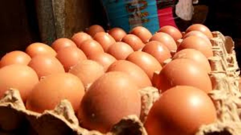 Des aviculteurs s’opposent à un projet de plus de 500 milliards de FCFA