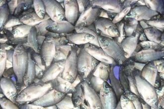 Sénégal/ 400 tonnes de poissons juvéniles saisies