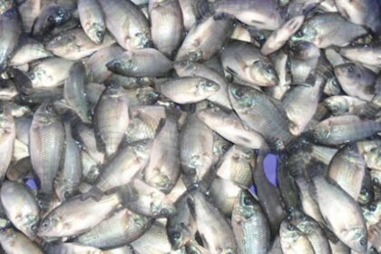 Sénégal/ 400 tonnes de poissons juvéniles saisies