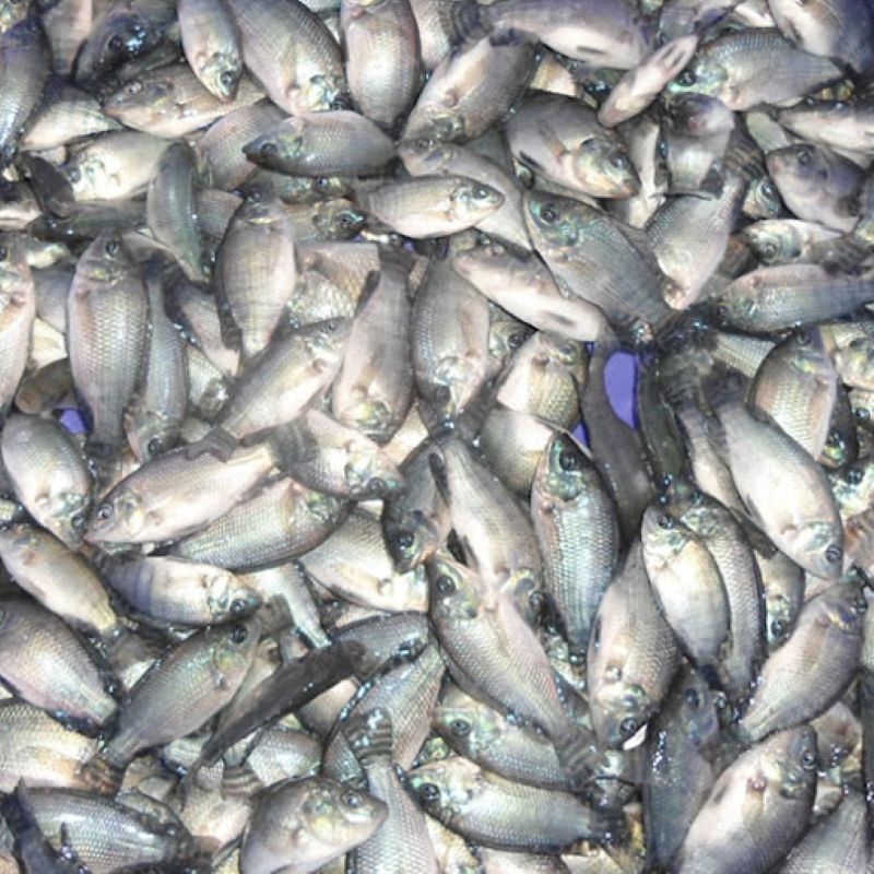 Sénégal/ 400 tonnes de poissons juvéniles saisies