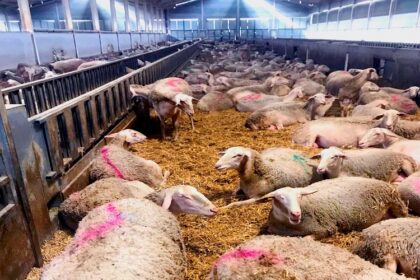 Maroc : démarrage du contrôle des femelles reproductrices ovines et caprines