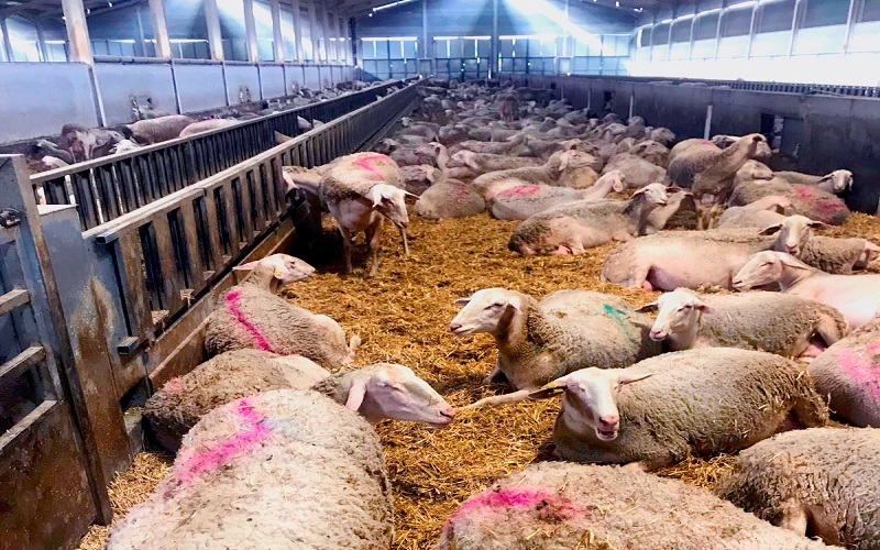 Maroc : démarrage du contrôle des femelles reproductrices ovines et caprines