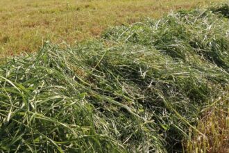 France/ Récolte de l’herbe, des précautions pour garantir un fourrage de qualité