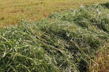 France/ Récolte de l’herbe, des précautions pour garantir un fourrage de qualité