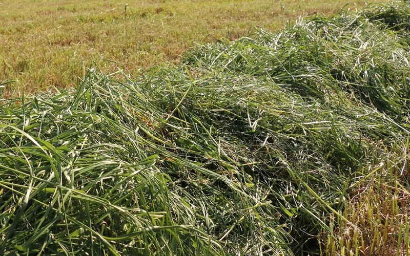 France/ Récolte de l’herbe, des précautions pour garantir un fourrage de qualité