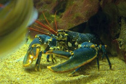 Afrique du Sud: les autorités interdisent la consommation de homard