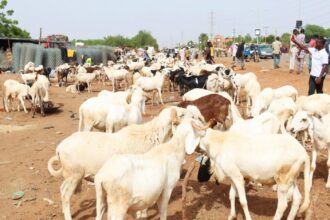 suspension de l'exportation du bétail.