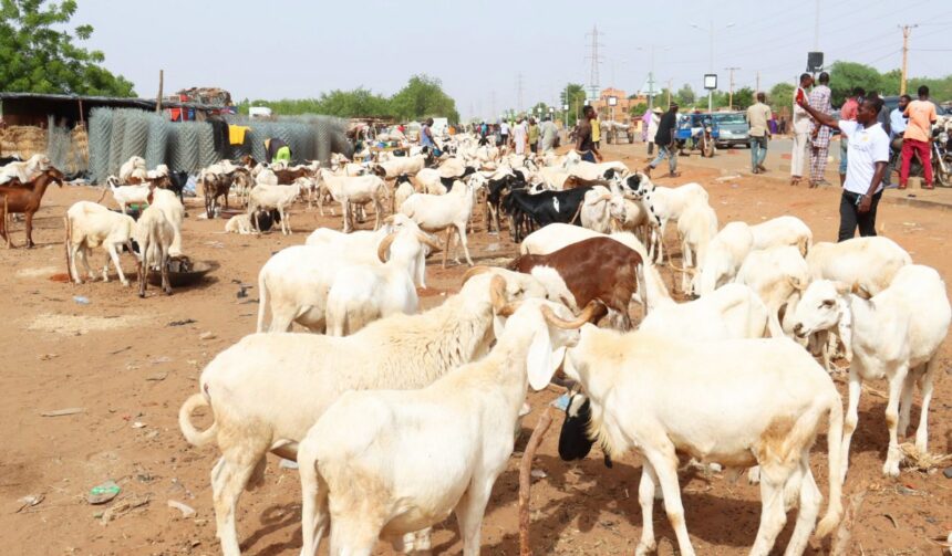 suspension de l'exportation du bétail.