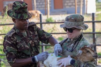 des soins vétérinaires gratuits