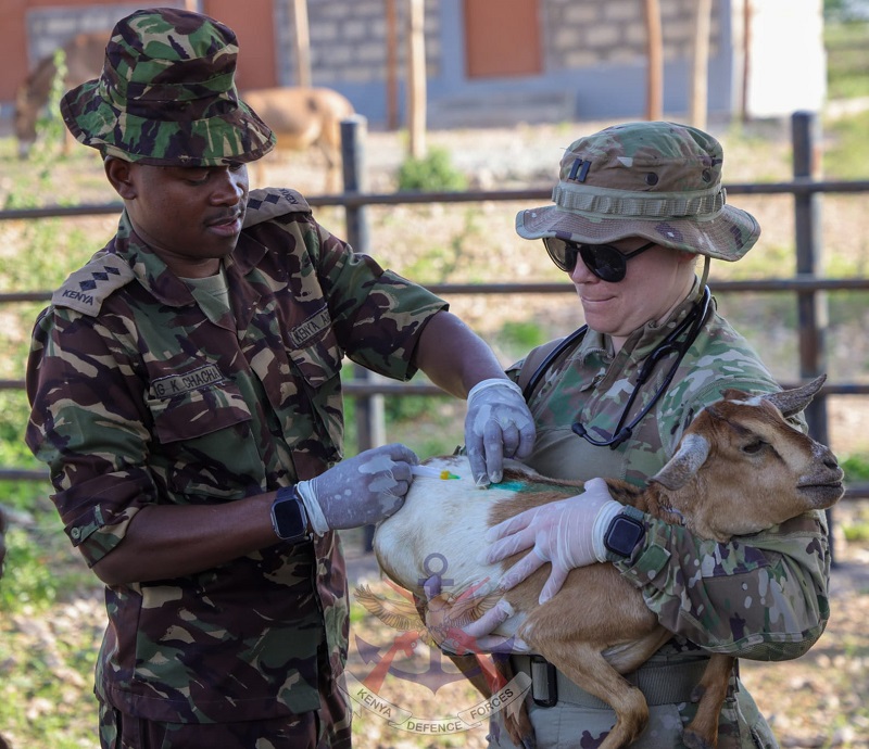 des soins vétérinaires gratuits
