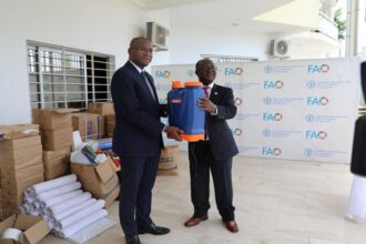 La FAO renforce la riposte de la Côte d’Ivoire contre la peste porcine africaine