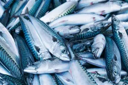 quota de maquereau Namibie