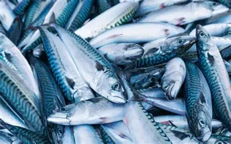 quota de maquereau Namibie