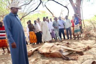 extrême sécheresse en somalie.