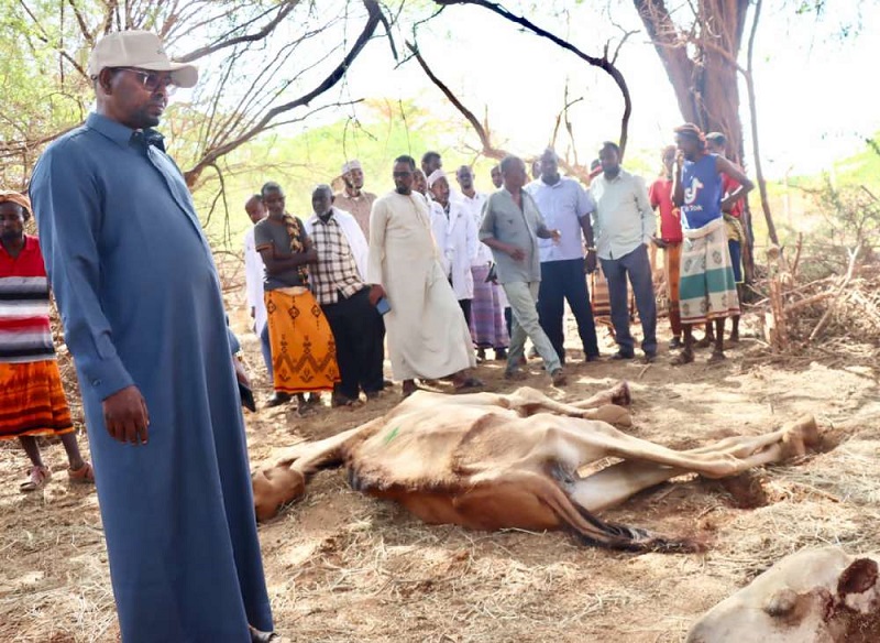 extrême sécheresse en somalie.