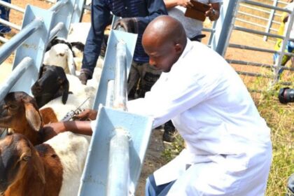 Campagne nationale de vaccination contre les maladies animales prioritaires 2025-2026