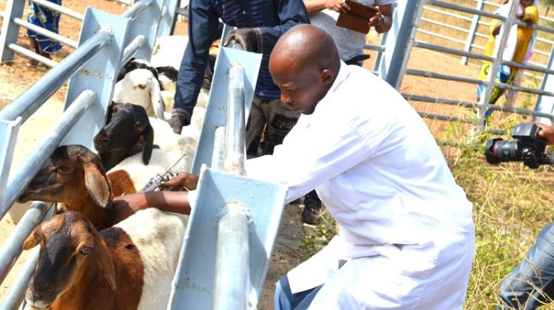 Campagne nationale de vaccination contre les maladies animales prioritaires 2025-2026