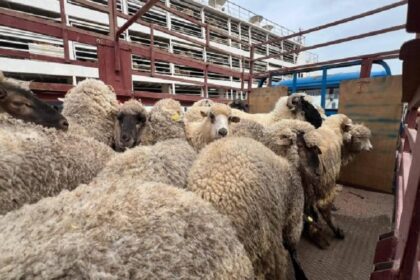 Algérie : un premier navire de 14 500 ovins débarque pour préparer l’Aïd El-Adha