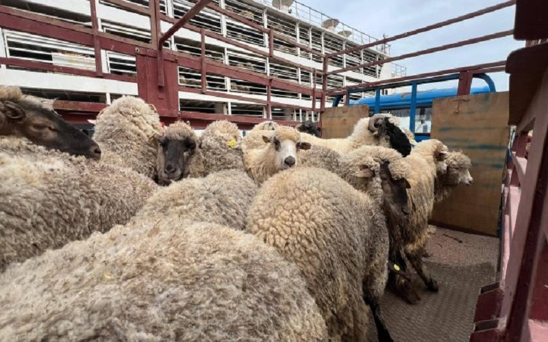 Algérie : un premier navire de 14 500 ovins débarque pour préparer l’Aïd El-Adha