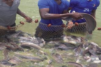 Aquaculture/Le Mali atteint l’Autosuffisance alimentaire avec la création de sa première banque de géniteurs d’alevins