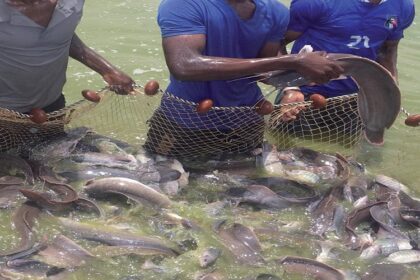 Aquaculture/Le Mali atteint l’Autosuffisance alimentaire avec la création de sa première banque de géniteurs d’alevins