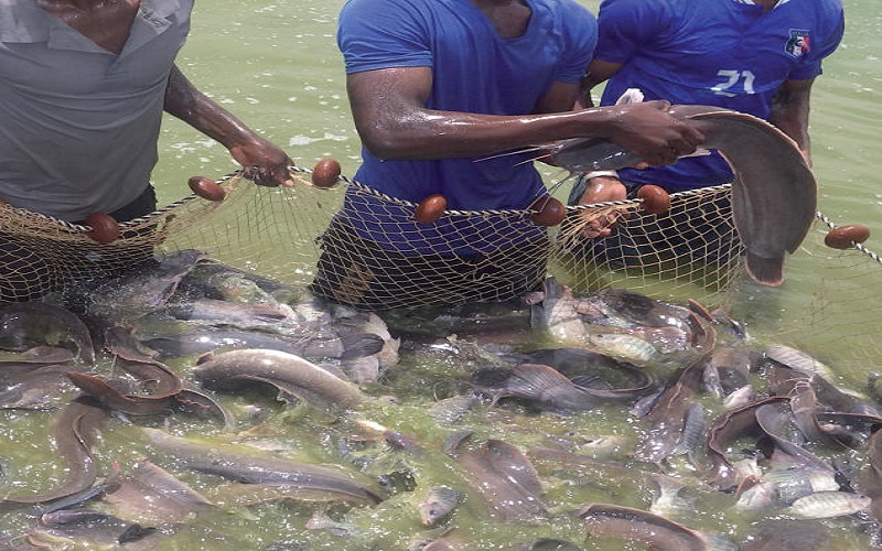 Aquaculture/Le Mali atteint l’Autosuffisance alimentaire avec la création de sa première banque de géniteurs d’alevins
