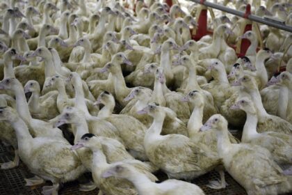 France/Ouverture d’un dispositif d’aide en faveur des éleveurs affectés par la grippe aviaire