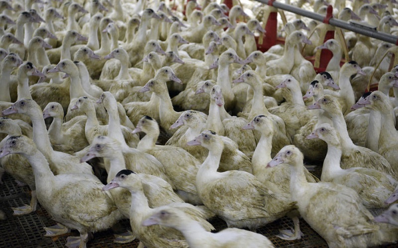 France/Ouverture d’un dispositif d’aide en faveur des éleveurs affectés par la grippe aviaire