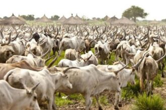 Le Togo engage la validation de son plan de gestion de la transhumance 2026-2030