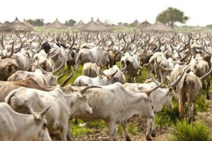 Le Togo engage la validation de son plan de gestion de la transhumance 2026-2030