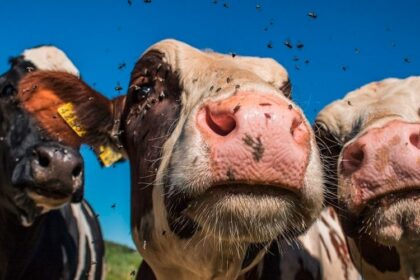 Santé animal / la France se protège des maladies en luttant contre les insectes