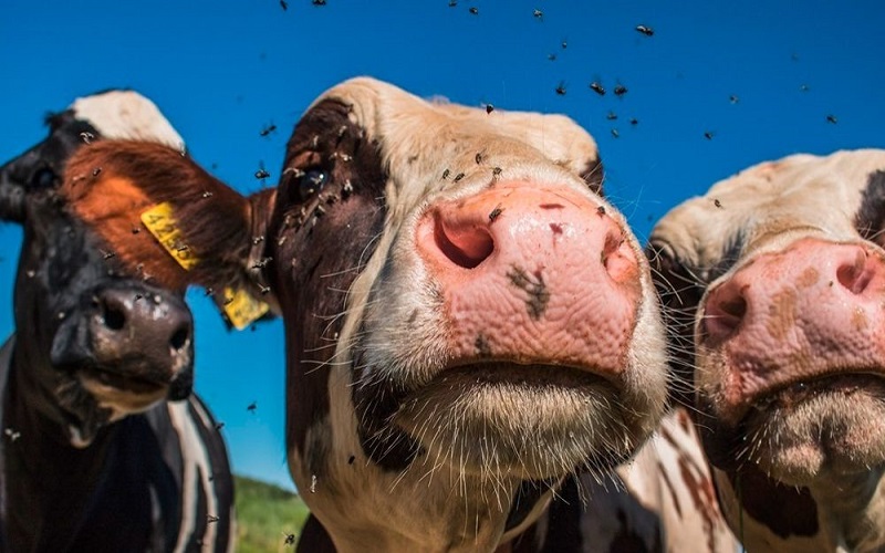 Santé animal / la France se protège des maladies en luttant contre les insectes
