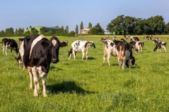 France/Un revenu record pour les exploitations laitières en 2025