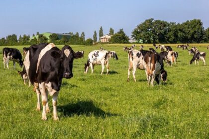 France/Un revenu record pour les exploitations laitières en 2025