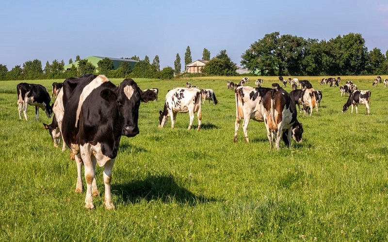 France/Un revenu record pour les exploitations laitières en 2025
