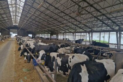 Les séquelles de la guerre persistent dans la ferme laitière Kyivska en Ukraine