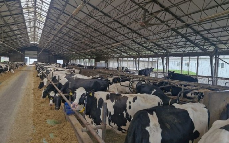 Les séquelles de la guerre persistent dans la ferme laitière Kyivska en Ukraine