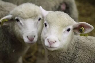 La production animale dans l'Union européenne (UE) devrait diminuer en 2026