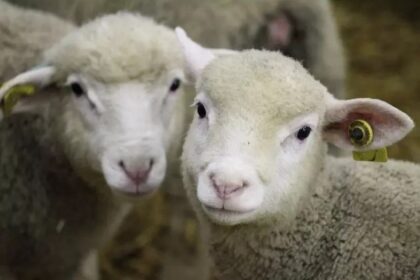 La production animale dans l'Union européenne (UE) devrait diminuer en 2026