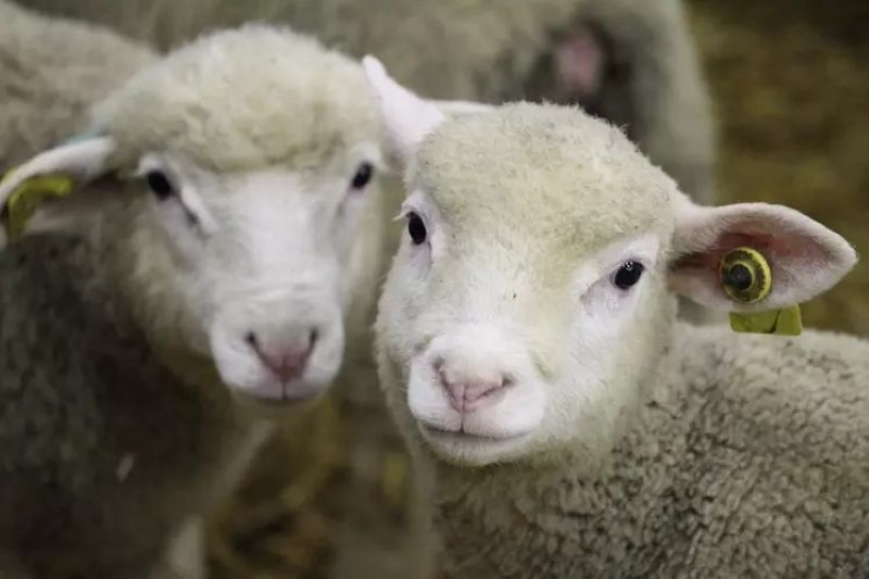 La production animale dans l'Union européenne (UE) devrait diminuer en 2026