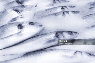 Maroc /vers la mise en place d’un réseau national de distribution de poissons congelés pour stabiliser les prix