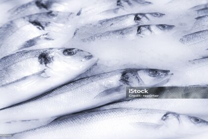 Maroc /vers la mise en place d’un réseau national de distribution de poissons congelés pour stabiliser les prix