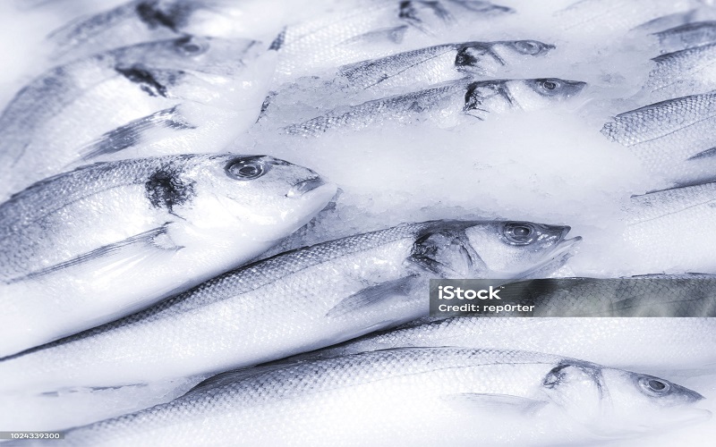 Maroc /vers la mise en place d’un réseau national de distribution de poissons congelés pour stabiliser les prix